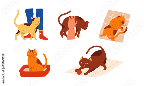 Cartoon cats. Cute scenes with kitten. Pet owner taking care of kitty. Isolated cheerful spotted animals playing with toys and sleeping on carpet. Pet-shop advertising templates, vector flat set