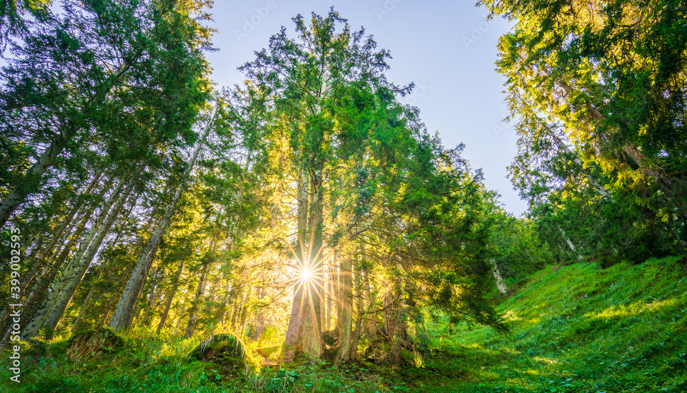 The sun shining through a majestic green oak tree, with clear blue sky in the background The sun shining through a majestic green oak tree, with clear blue sky in the background