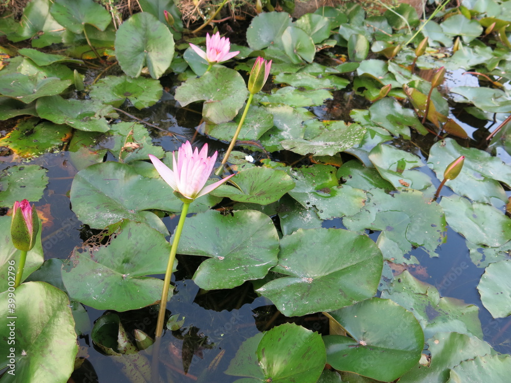 the pink water lily and leaves are blooming in the garden design for green background the pink water lily and leaves are blooming in the garden design for green background