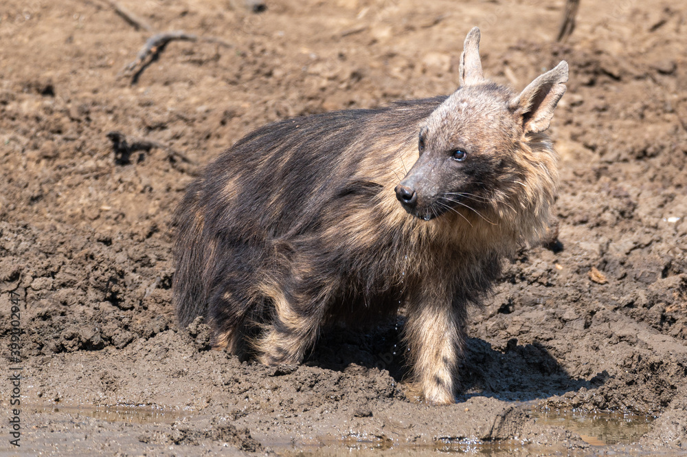 Brown hyena having his drink interrupted and looking around with water dripping from his mouth Brown hyena having his drink interrupted and looking around with water dripping from his mouth