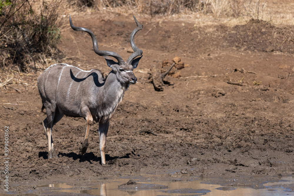 A kudu bull with majestic horns treading carefully through the muddy perimeter of the waterhole to access the water for a drink A kudu bull with majestic horns treading carefully through the muddy perimeter of the waterhole to access the water for a drink