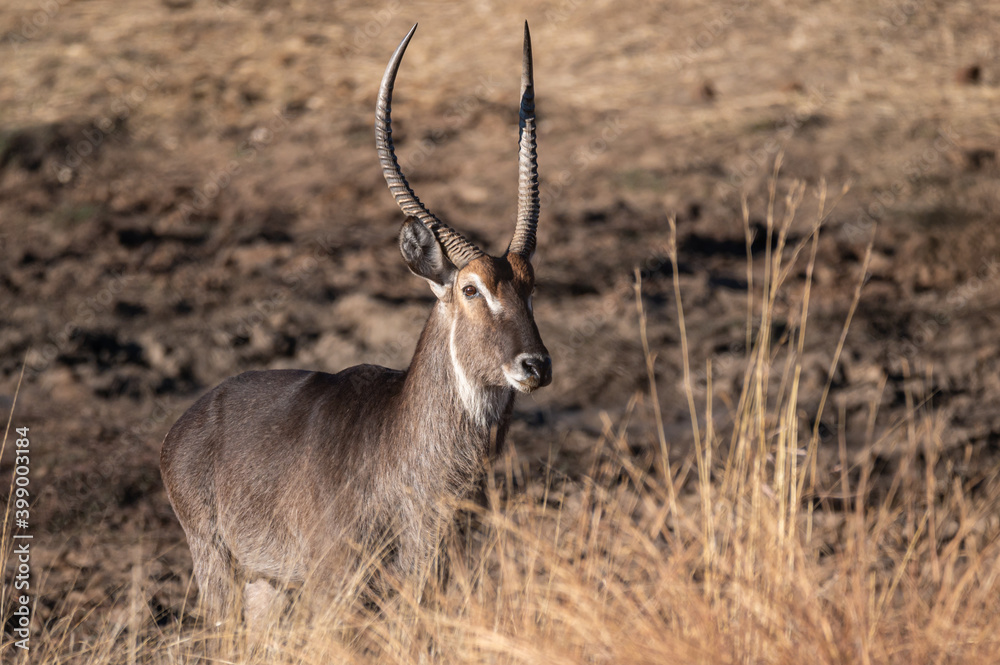 A lone waterbuck bull surveying the surrounds before leaving the waterhole 