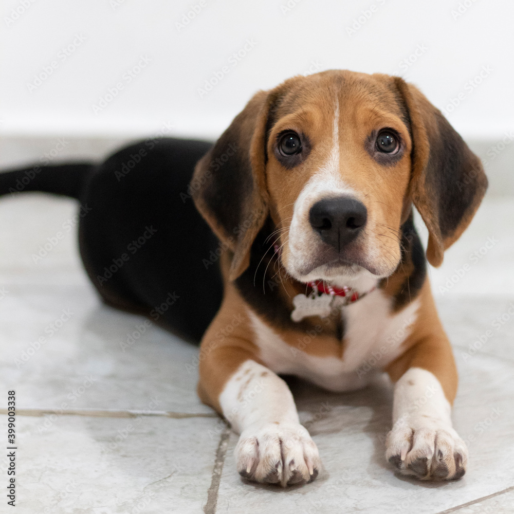 Cute beagle puppy sad eyes paws