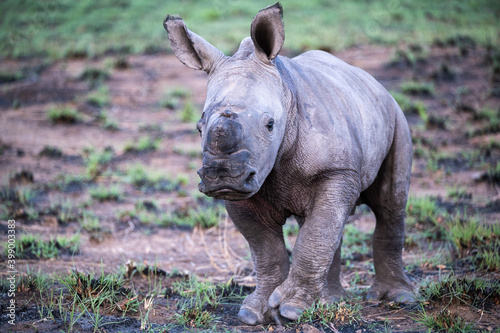 An incredibly young white rhinoceros calf staring with curiosity at the intrusion 
