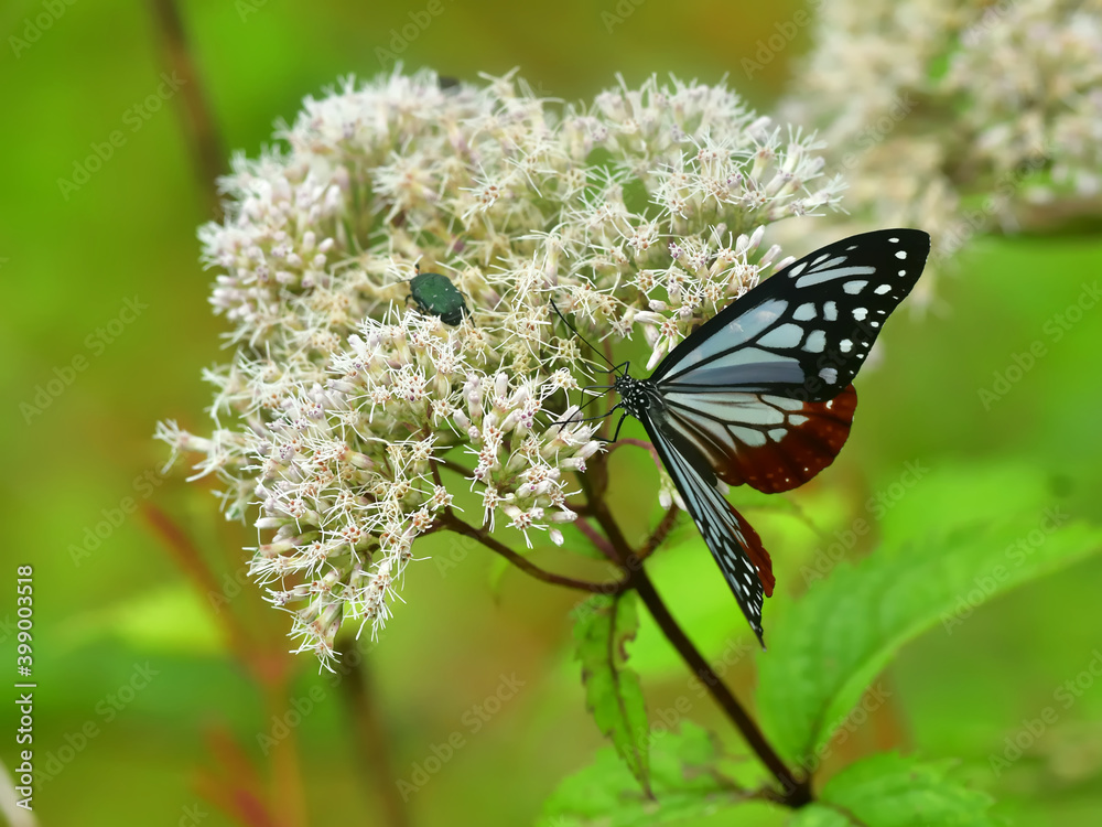 Obraz premium 白い山野草の花に留まるアサギマダラ蝶