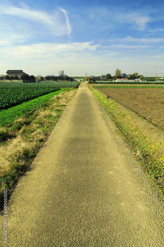 小松菜畑と田圃の間の農道風景