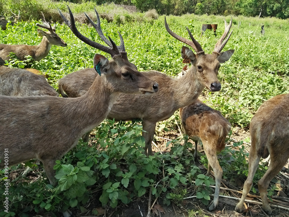 Obraz premium deer in the forest