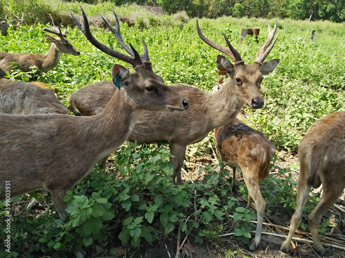 deer in the forest