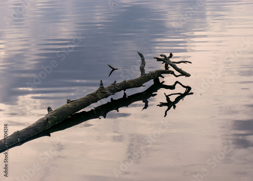 dead tree trunk and branches in water  reflections  swamp lake  autumn