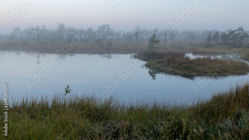 bog landscape in the morning mist, fuzzy swamp contours of pine, reflections in the bog lake, bog vegetation, sunrise over the swamp