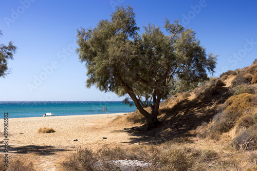 Anafi island, salt cedar tree on the long beach of Roukonas. Cyclades islands, Greece 