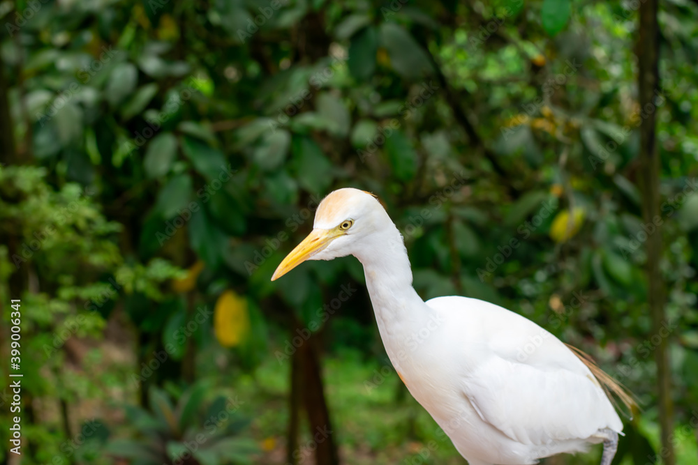 Fototapeta premium close up of a bird