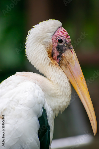 close up of a pelican