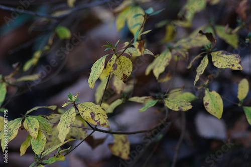 autumn leaves in the forest