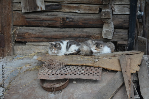 cat on the street