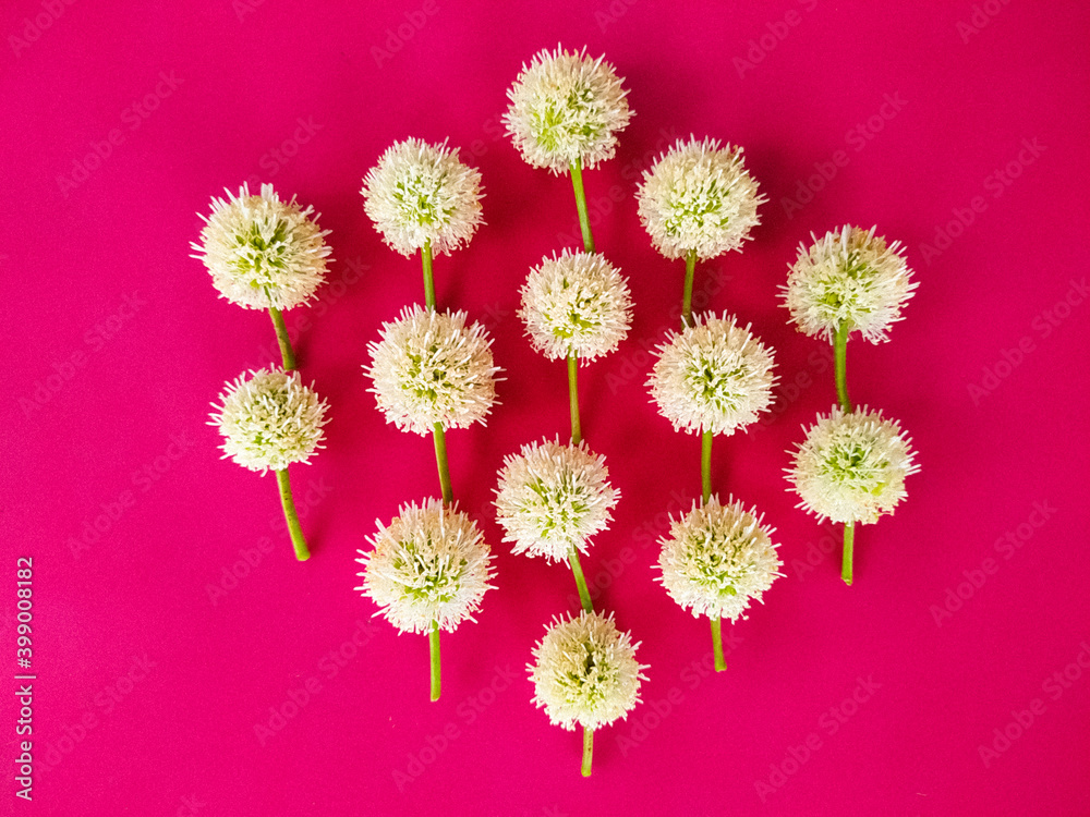 Leucaena leucocephala or river tamarind flower on a pink Background Leucaena leucocephala or river tamarind flower on a pink Background