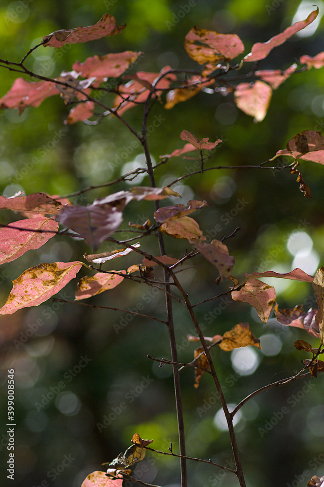 red autumn leaves red autumn leaves