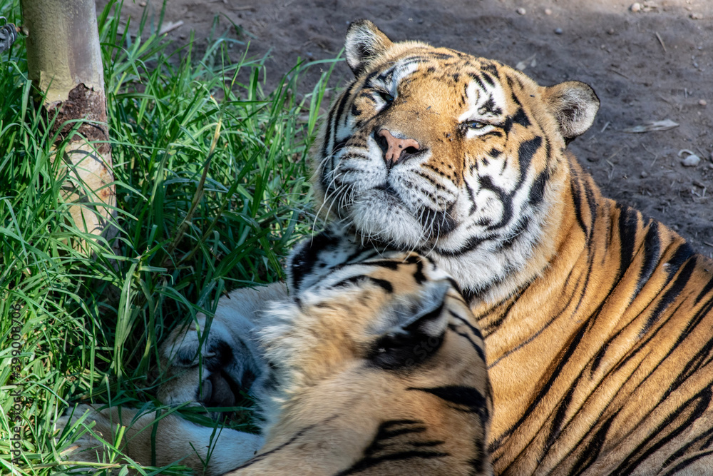 Fototapeta premium tiger in the zoo