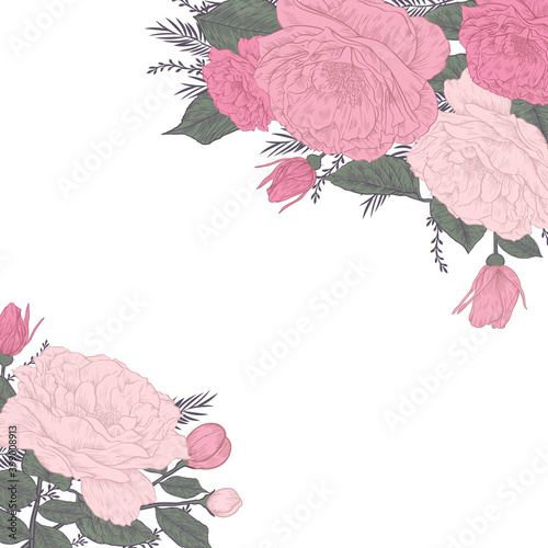 beautiful illustration of rosa rugosa, sweetbrier drawing