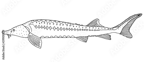 Fish sturgeon hand drawn. Black and white. Beautiful beluga isolated on white background. Vector illustration.