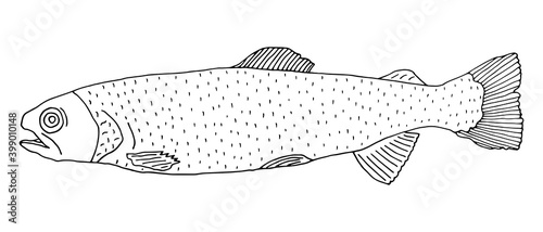 Rainbow trout fish hand drawn isolated. Black and white, contour of fish. Vector illustration
