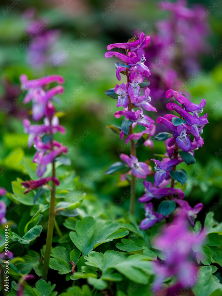 Obraz premium Orchids on a meadow in Germany