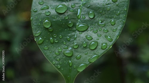 water drops on a leaf