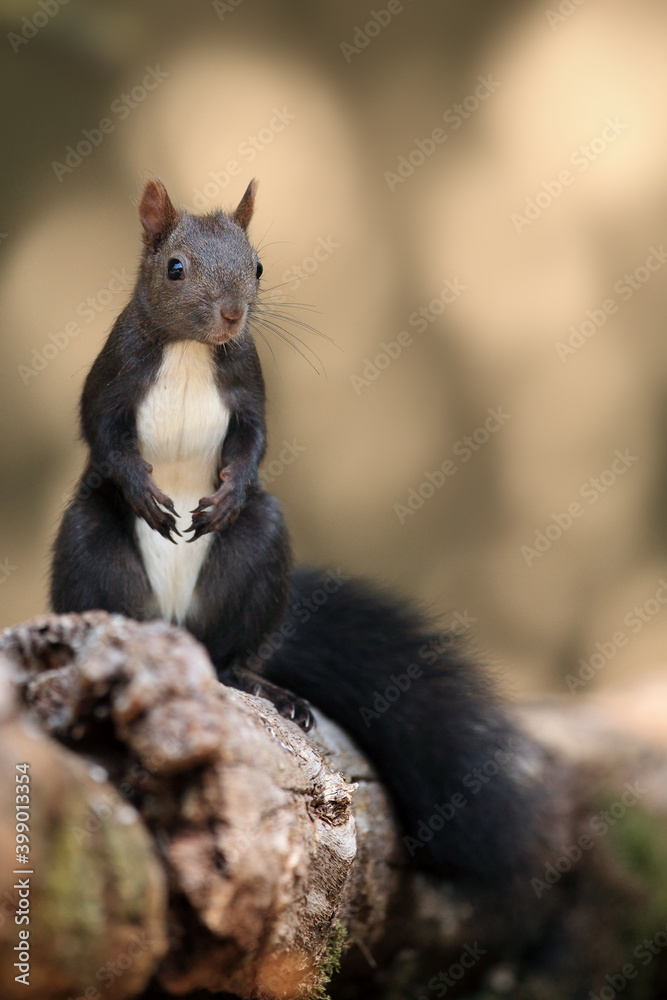 The red squirrel or Eurasian red squirrel (Sciurus vulgaris) sitting on a dry tree trunk.Brown colored squirrel with a light belly on a light background. The red squirrel or Eurasian red squirrel (Sciurus vulgaris) sitting on a dry tree trunk.Brown colored squirrel with a light belly on a light background.