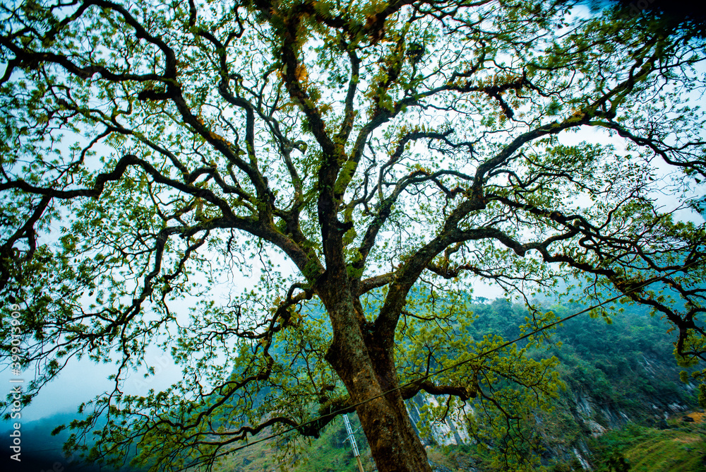 Looking up the trunk of a beech tree Looking up the trunk of a beech tree
