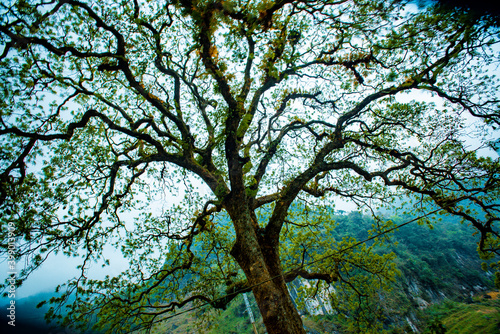 Looking up the trunk of a beech tree