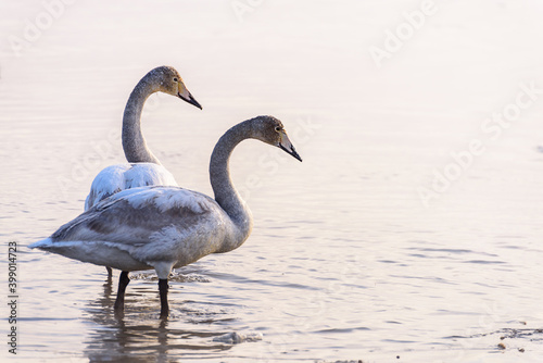 swans stand in the water near the snow-covered shore  close-up