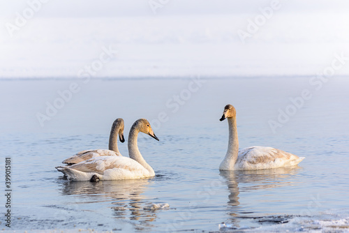 whooper swans  Cygnus cygnus  swim on the water  close-up