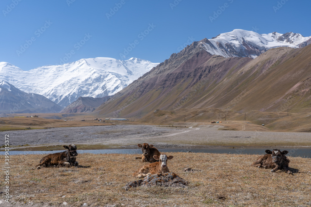 Scenic landscape view of Lenin Peak aka Ibn Sina peak Achik Tash basecamp in Trans Alay or Trans Alai mountain range with cows and lake in foreground, Kyrgyzstan 