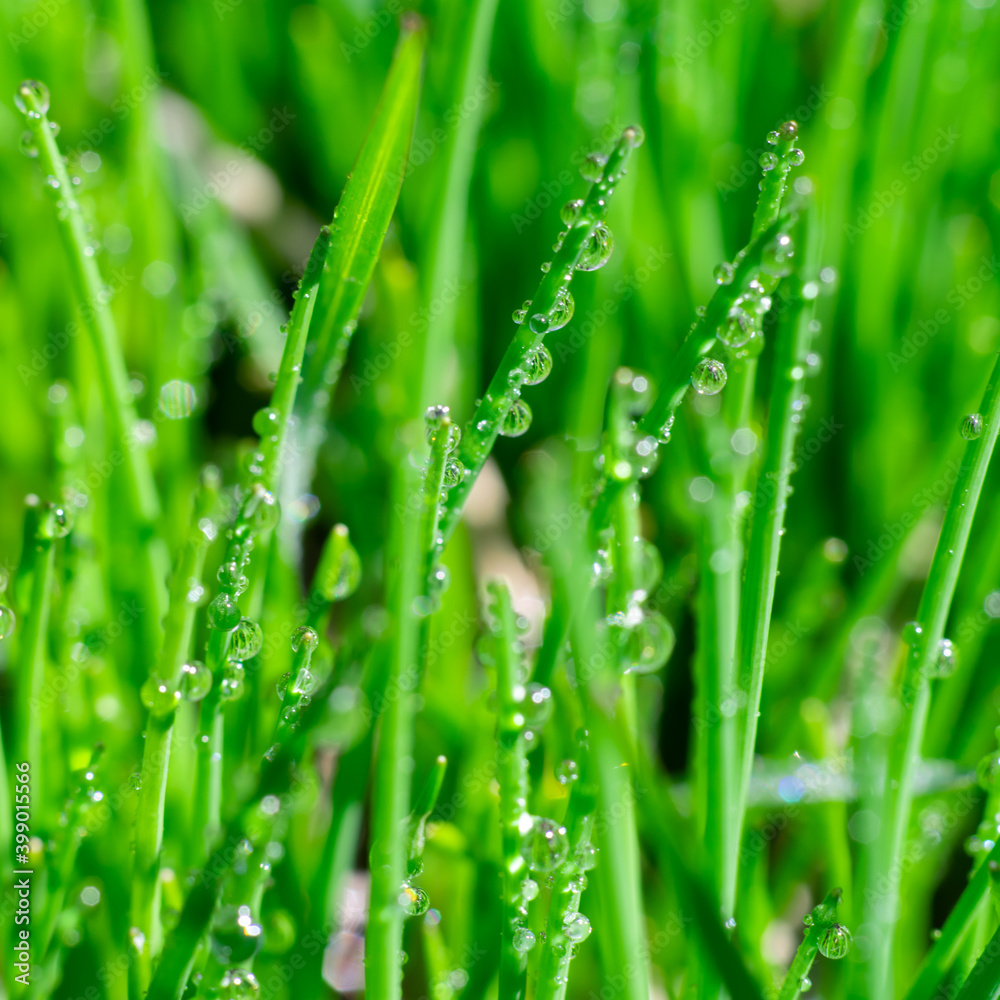 Square format extremely close up view of glowing water drops on juicy long and thin green grass leaves. Botanical background for text Square format extremely close up view of glowing water drops on juicy long and thin green grass leaves. Botanical background for text