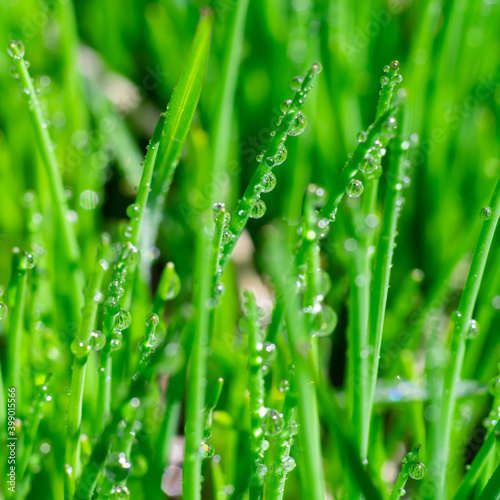 Square format extremely close up view of glowing water drops on juicy long and thin green grass leaves. Botanical background for text