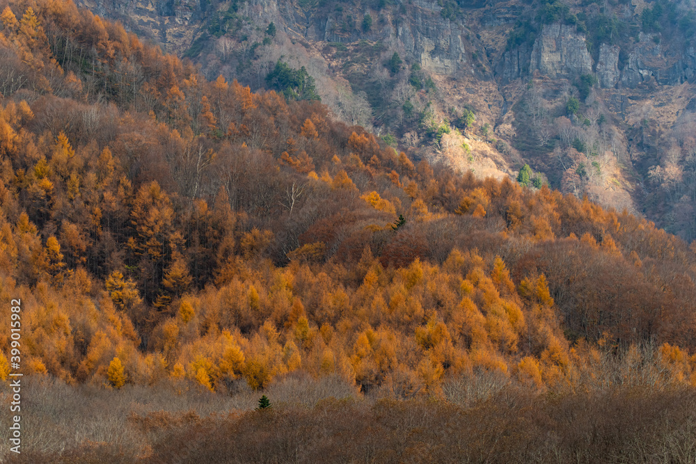 Fototapeta premium 秋の戸隠