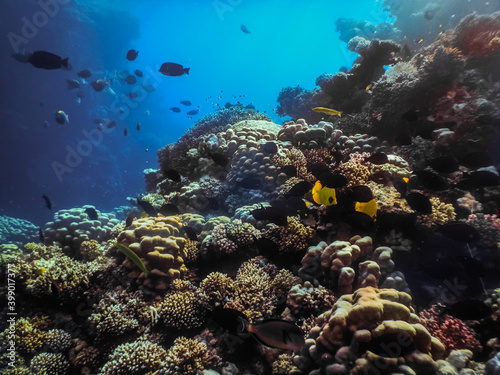 beautiful colorful corals and fishes in the deep from the red sea © thomaseder