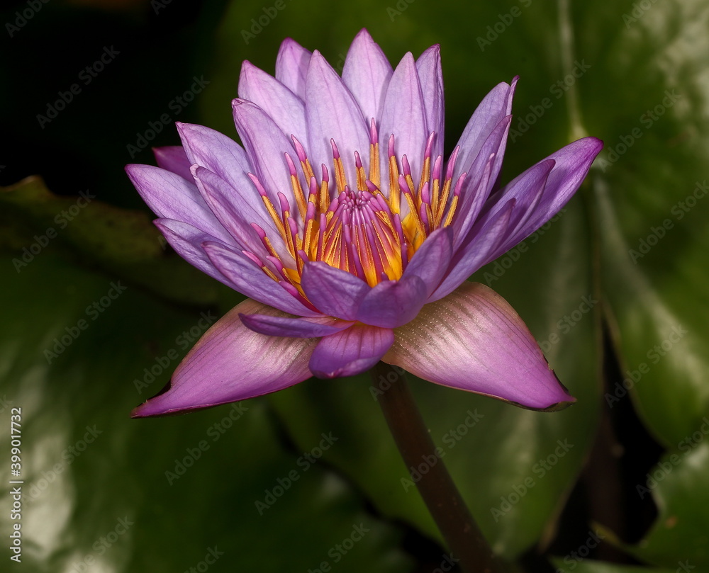 Close up of a Cape blue water lily. Close up of a Cape blue water lily.