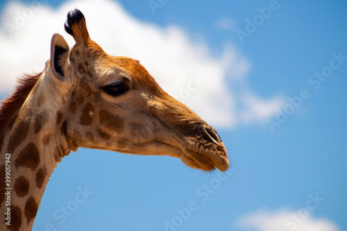 Wild african life. A large common South African giraffe on the summer blue sky.