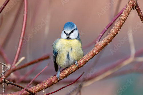 Eine freigestellte Blaumeise sitzt auf einem Hartriegel Ast vor rotbraunem Hintergrund