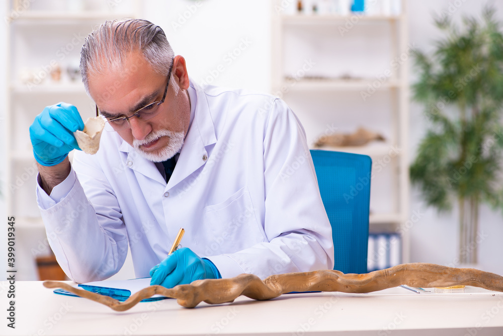Old senior paleontologist working in the lab Old senior paleontologist working in the lab