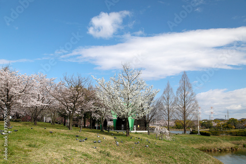 カナダハウスと桜の風景