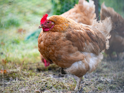 Wallpaper Mural Portrait of a hen with brown feathers and a red comb. Torontodigital.ca