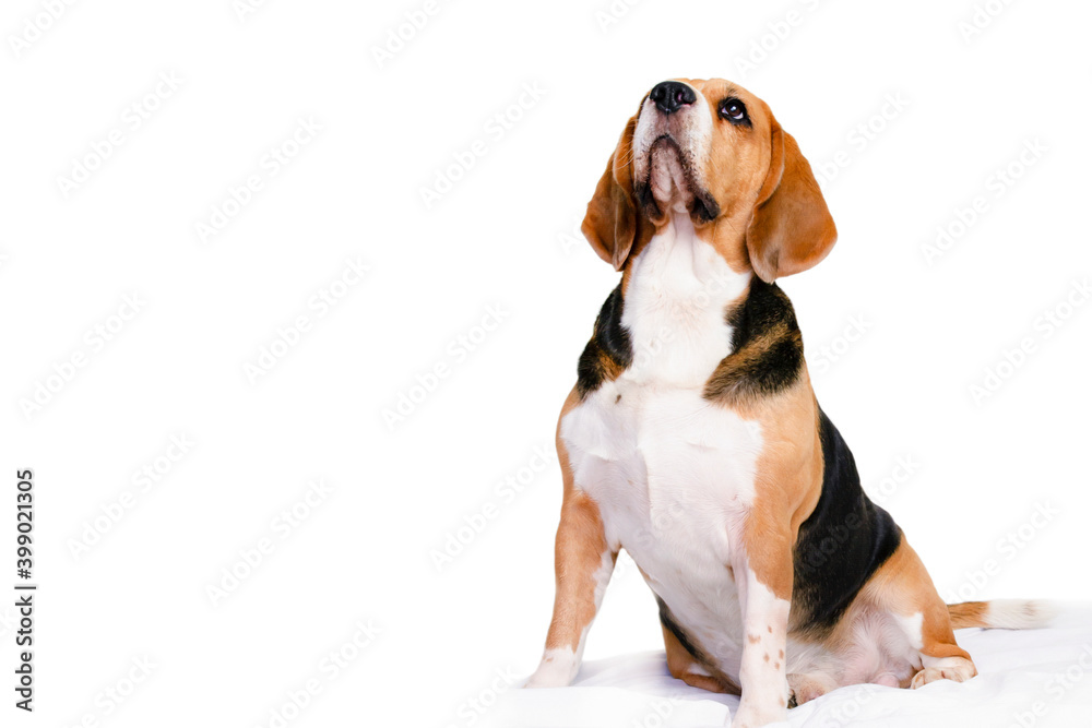 funny dog beagle looking on white background

