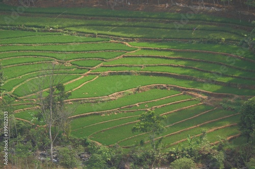 The Rice Field photo