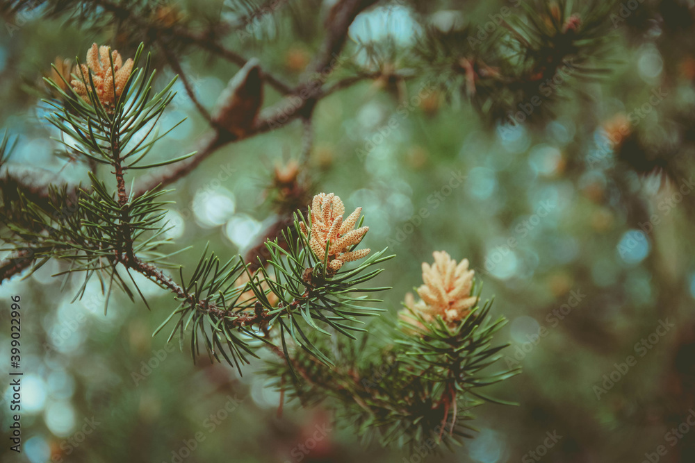 young fir cones on the background of coniferous branches young fir cones on the background of coniferous branches