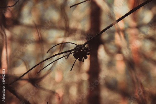 brown dry cone on a branch against a background of brown forest out of focus