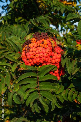 Leuchtend rote Früchte / Vogelbeeren zwischen grünen Blättern an einer Eberesche (lat.: Sorbus aucuparia) im Sommer photo