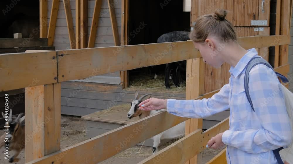 Slow motion: woman in blue plaid shirt feeding cute goat from hand at farm, zoo. Playful goatlings running on background. Farming, feeding, agriculture industry, livestock and animal husbandry concept