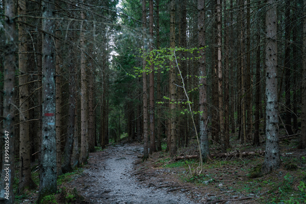 Obraz premium Dirt road in the forest of Oslo